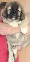 Arctic Cookie Monster , a male Caucasian Ovcharka for sale in Akeley, MN – 3 of 5