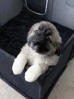 Arctic Cookie Monster , a male Caucasian Ovcharka for sale in Akeley, MN – 2 of 5