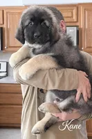 Kane Cookie Monster , a male Caucasian Ovcharka for sale in Akeley, MN – Photo 2 of 3