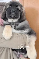 Kane Cookie Monster , a male Caucasian Ovcharka for sale in Akeley, MN – Photo 3 of 3