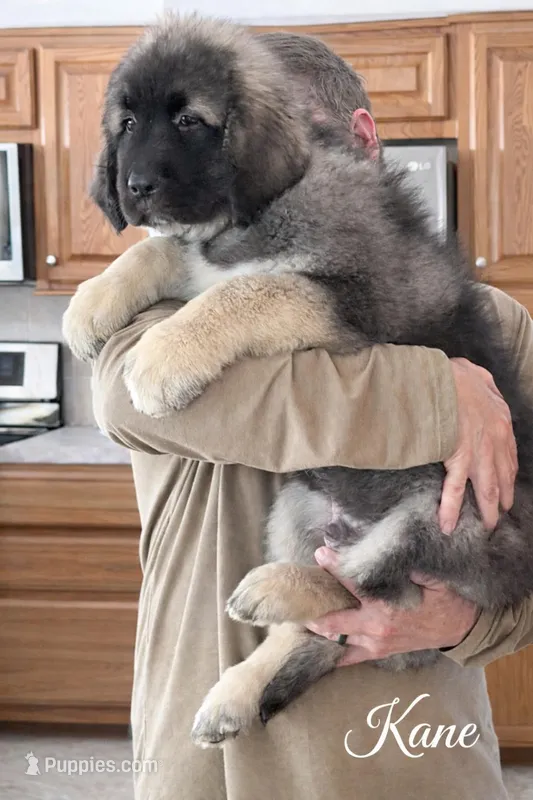 Kane Cookie Monster , a male Caucasian Ovcharka for sale in Akeley, MN – Photo 1 of 3