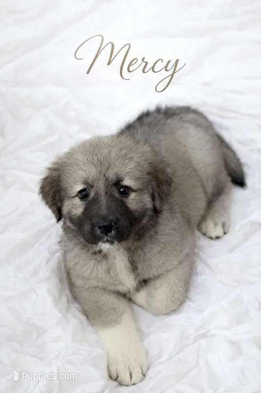 Mercy Cookie Monster – Caucasian Ovcharka puppy for sale in Akeley, MN