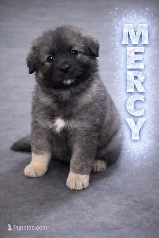 Mercy Cookie Monster