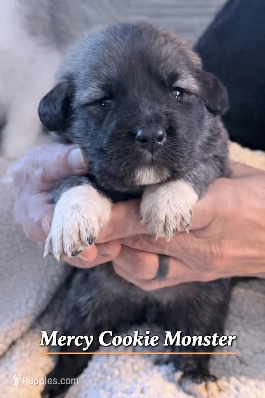 Mercy Cookie Monster