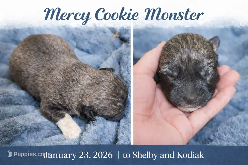 Mercy Cookie Monster