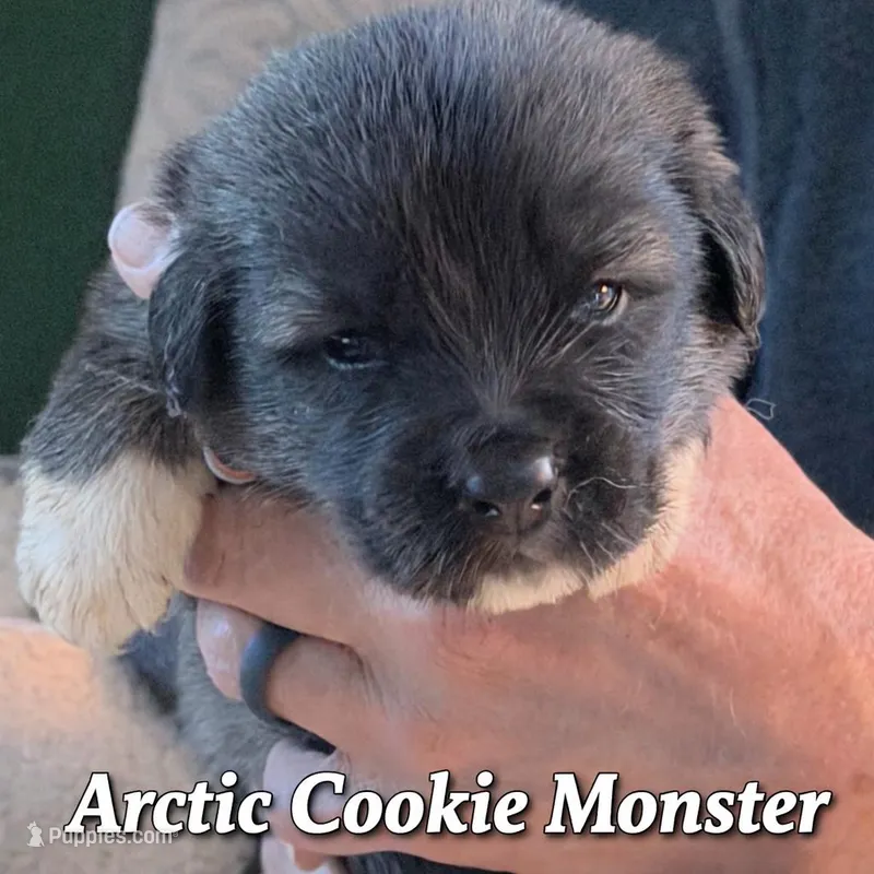 Arctic Cookie Monster