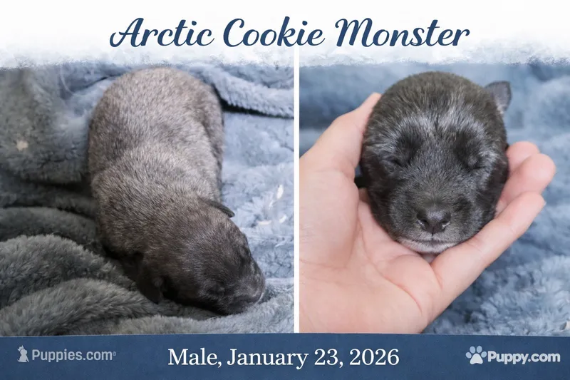 Arctic Cookie Monster