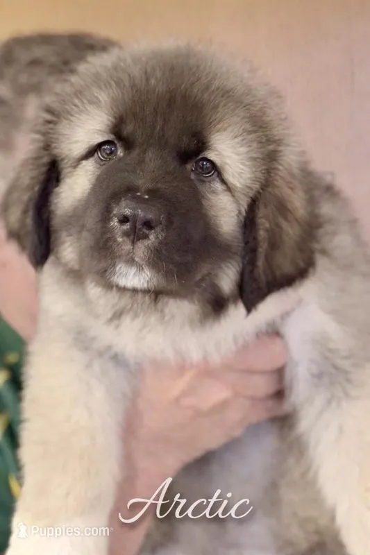 Arctic Cookie Monster – Caucasian Ovcharka puppy for sale in Akeley, MN