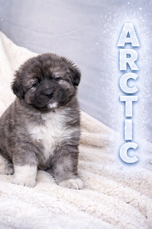 Arctic Cookie Monster