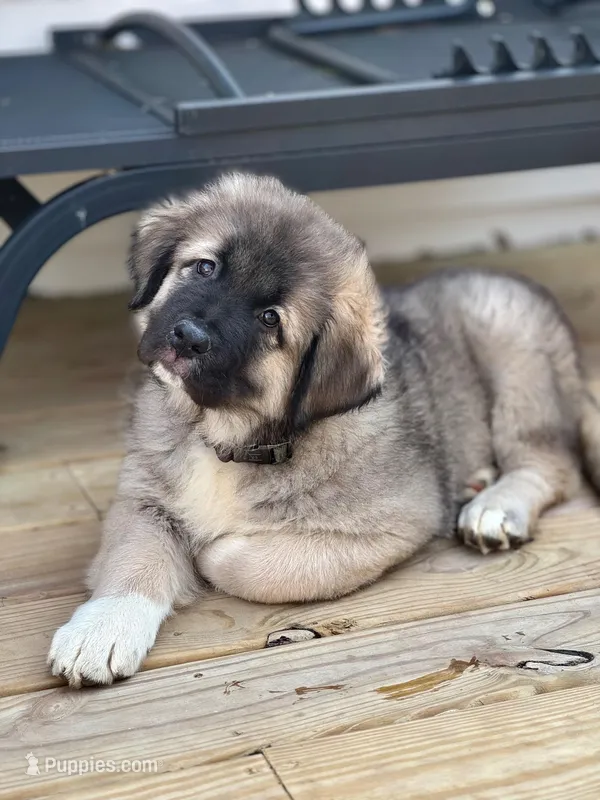 Arctic Cookie Monster  – Caucasian Ovcharka puppy for sale in Akeley, MN