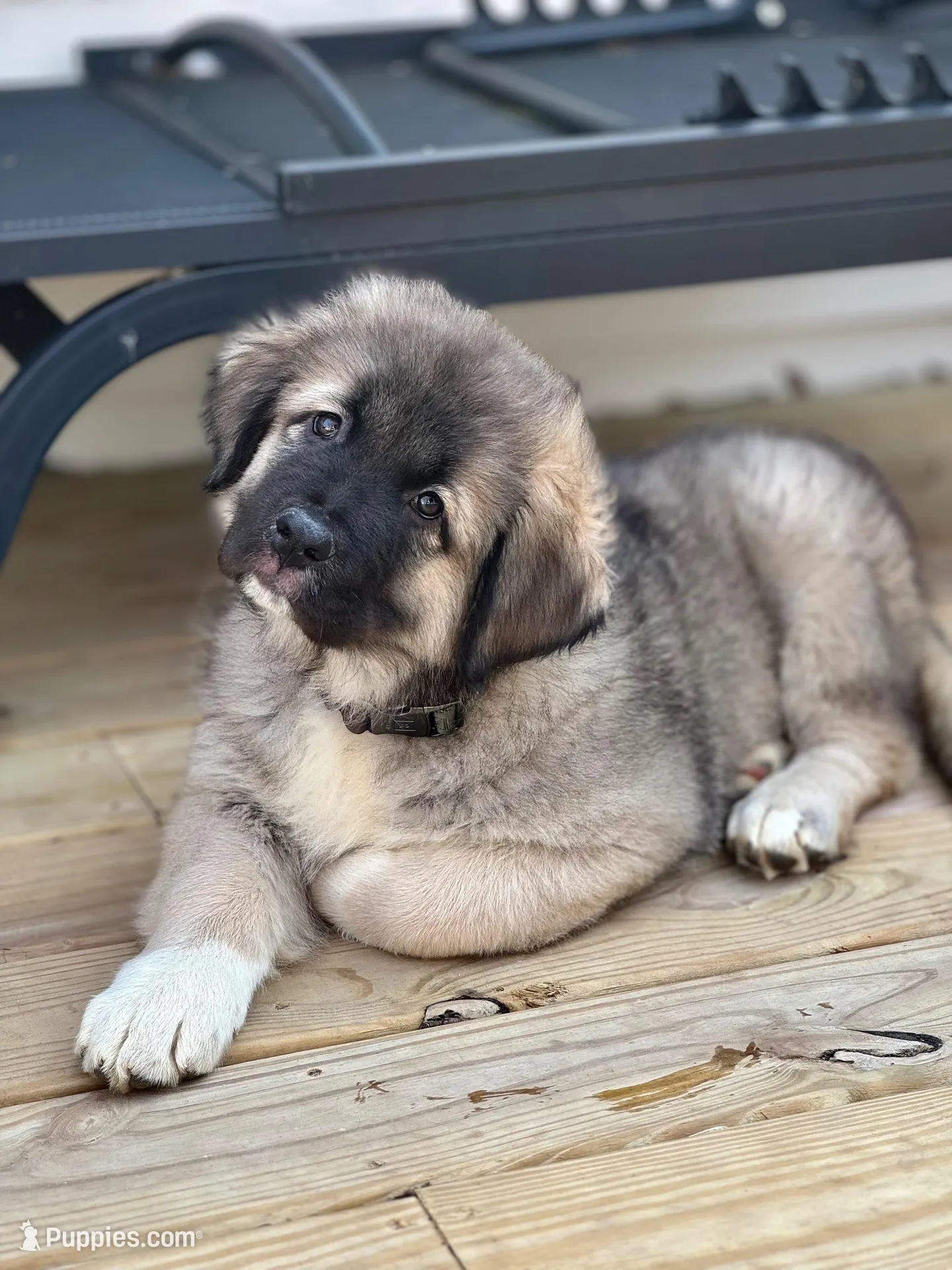 Arctic Cookie Monster , a male Caucasian Ovcharka for sale in Akeley, MN – 1 of 5