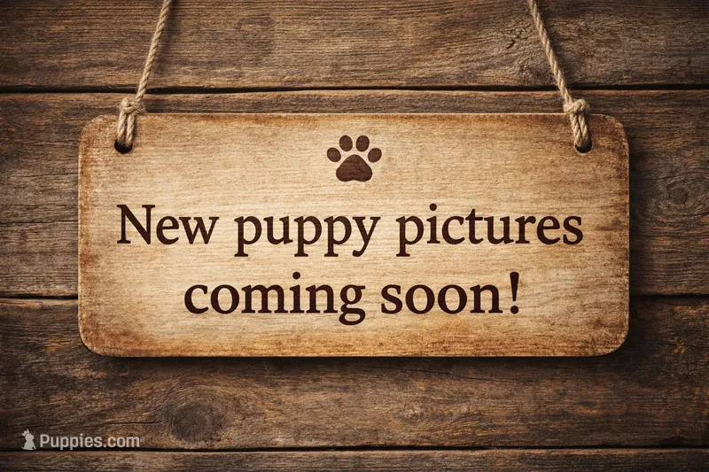 Blizzard Cookie Monster