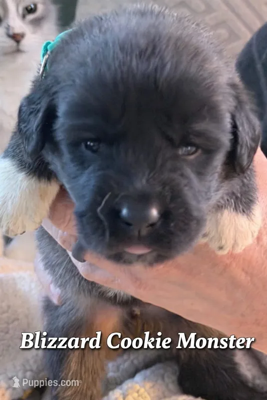 Blizzard Cookie Monster