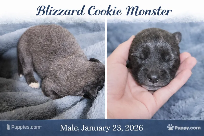 Blizzard Cookie Monster