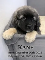 K Cookie Monster , a male Caucasian Ovcharka for sale in Akeley, MN – Photo 5 of 5