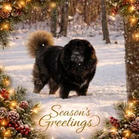 Knox Cookie Monster , a male Caucasian Ovcharka for sale in Akeley, MN – Photo 3 of 3