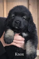 Knox Cookie Monster , a male Caucasian Ovcharka for sale in Akeley, MN – Photo 1 of 3