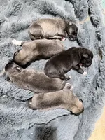 Mercy Cookue Monster, a female Caucasian Ovcharka for sale in Akeley, MN – Photo 1 of 7