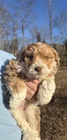 Rose, a female Aussiedoodle for sale in Rome, GA – Photo 1 of 4