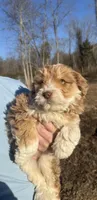 Rose, a female Aussiedoodle for sale in Rome, GA – Photo 2 of 4
