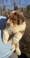 Cowboy, a male Aussiedoodle for sale in Rome, GA – Photo 3 of 5