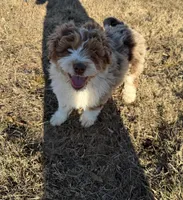 Cowboy, a male Aussiedoodle for sale in Rome, GA – Photo 4 of 5