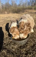 Cowboy, a male Aussiedoodle for sale in Rome, GA – Photo 5 of 5