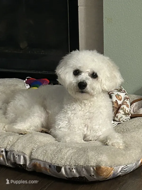 Danny – Bichon Frise puppy for sale in Kent, WA