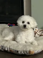 Danny, a male Bichon Frise for sale in Kent, WA – 1 of 2