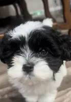 Oero , a female Maltese and Poodle - Toy  for sale in Moreno Valley, CA – Photo 3 of 5