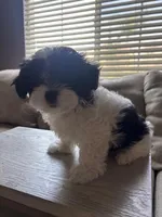 Oero , a female Maltese and Poodle - Toy  for sale in Moreno Valley, CA – Photo 5 of 5