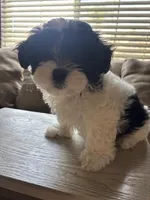 Oero , a female Maltese and Poodle - Toy  for sale in Moreno Valley, CA – Photo 1 of 5