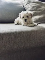 Lucky Jr, a male Maltese and Poodle - Toy  for sale in Moreno Valley, CA – Photo 3 of 5