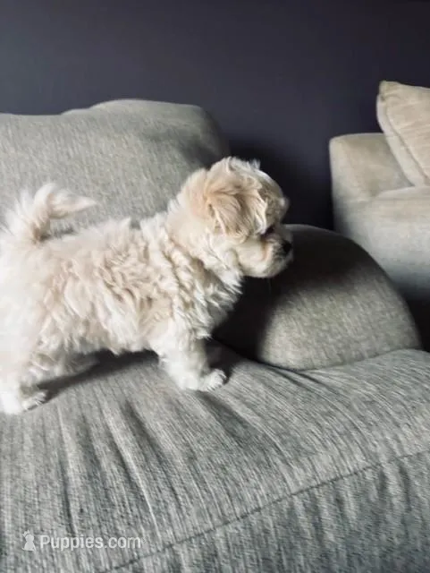 Lucky Jr – Maltese, Poodle - Toy  puppy for sale in Moreno Valley, CA