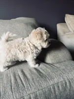 Lucky Jr, a male Maltese and Poodle - Toy  for sale in Moreno Valley, CA – Photo 4 of 5