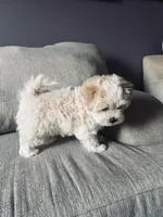 Lucky Jr, a male Maltese and Poodle - Toy  for sale in Moreno Valley, CA – Photo 2 of 5