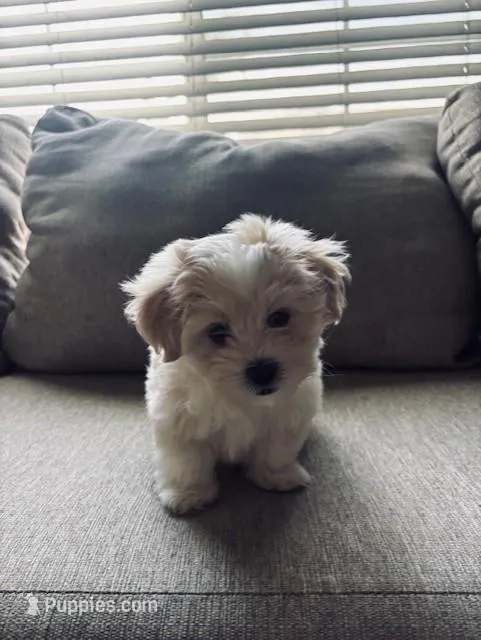 Lucky Jr – Maltese, Poodle - Toy  puppy for sale in Moreno Valley, CA