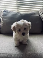 Lucky Jr, a male Maltese and Poodle - Toy  for sale in Moreno Valley, CA – Photo 1 of 5