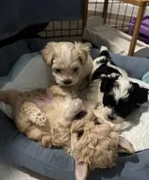 Lucky Jr, a male Maltese and Poodle - Toy  for sale in Moreno Valley, CA – Photo 5 of 5