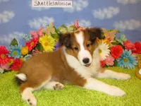 Boy 2 Sable and White Sheltie Puppy, a male Shetland Sheepdog for sale in Oregon City, OR – 5 of 10