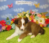 Girl 5 Sable and White Sheltie Puppy, a female Shetland Sheepdog for sale in Oregon City, OR – 8 of 10