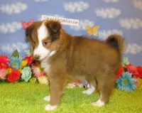 Girl 5 Sable and White Sheltie Puppy, a female Shetland Sheepdog for sale in Oregon City, OR – 10 of 10