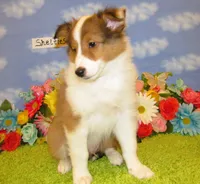 Boy 3 Sable and White Sheltie Puppy, a male Shetland Sheepdog for sale in Oregon City, OR – 4 of 10