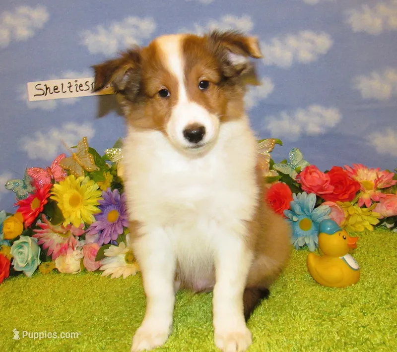 Boy 3 Sable and White Sheltie Puppy – Shetland Sheepdog puppy for sale in Oregon City, OR