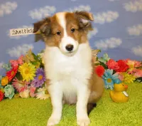 Boy 3 Sable and White Sheltie Puppy, a male Shetland Sheepdog for sale in Oregon City, OR – 1 of 10