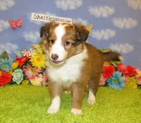 Girl 6 Sable and White Sheltie Puppy, a female Shetland Sheepdog for sale in Oregon City, OR – 2 of 10