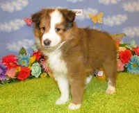Girl 5 Sable and White Sheltie Puppy, a female Shetland Sheepdog for sale in Oregon City, OR – 6 of 10