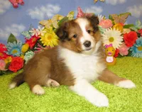Girl 5 Sable and White Sheltie Puppy, a female Shetland Sheepdog for sale in Oregon City, OR – 7 of 10