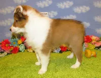 Boy 3 Sable and White Sheltie Puppy, a male Shetland Sheepdog for sale in Oregon City, OR – 8 of 10