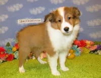 Boy 3 Sable and White Sheltie Puppy, a male Shetland Sheepdog for sale in Oregon City, OR – 5 of 10